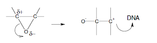 Genotoxicity of Epoxides